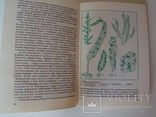 Дивовижне у світі рослин. В.К.Терлецький. 1990., фото №5