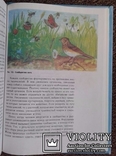 Естествознание..(Учебник для 5 класса. Москва ,,Просвещение, фото №12