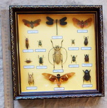 Настоящие жуки тропического пояса в рамке № 2, фото №4