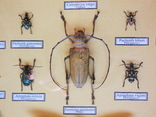 Настоящие жуки тропического пояса в рамке № 2, фото №10