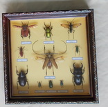 Тропические жуки в рамке №1, фото №3