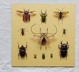Тропические жуки в рамке №1, фото №6
