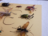 Тропические жуки в рамке №1, фото №9