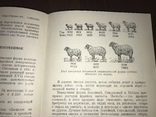 1939 Овцы Племенная Овцеводческая ферма, фото №10