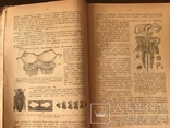 1924 Учебник Пчеловодства Уманский, фото №5