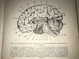 1956 Нервная Система для Военного Института Спорта, фото №2