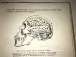 1956 Нервная Система для Военного Института Спорта, фото №7