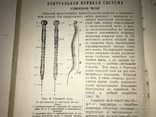 1956 Нервная Система для Военного Института Спорта, фото №8