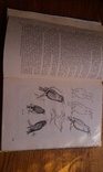Уроки рисования 1961, фото №9