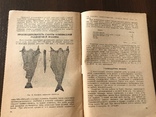 1932 Рациональный посол Трески, Клипфиск, фото №9