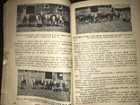 1932 Откорм Крупного рогатого скота, фото №9