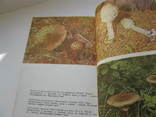 Книга грибы в природе ижизни человека, фото №6