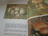 Книга грибы в природе ижизни человека, фото №7