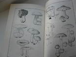 Книга грибы в природе ижизни человека, фото №8