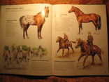 Лошади и пони, фото №8
