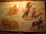 Лошади и пони, фото №12