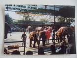 Шоу слонов в Таиланде, фото №3
