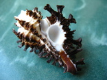 Морская ракушка раковина Хомалоканта скорпио, фото №3