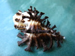 Морская ракушка раковина Хомалоканта скорпио, фото №4