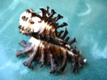 Морская ракушка раковина Хомалоканта скорпио, фото №5