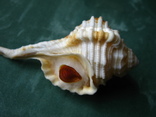 Морская ракушка раковина Циматиум гуттурния, фото №3