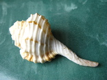 Морская ракушка раковина Циматиум гуттурния, фото №5