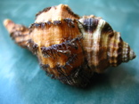 Морская ракушка раковина Циматиум grandimaculata, фото №3