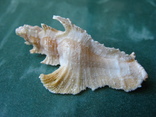 Морская ракушка Птеринотус элогантус 62 мм, фото №2