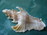 Морская ракушка Птеринотус элогантус 62 мм, фото №5