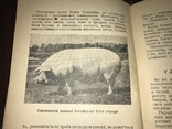 1939 Свинарка Марія Комар, фото №2