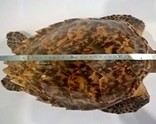Черепаха (Куба 1990 г.) панцирь 35 см, фото №7