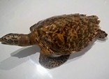Черепаха (Куба 1990 г.) панцирь 35 см, фото №8