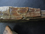 Окаменелые кости и кусок доисторического дерева., фото №4