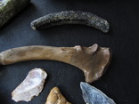Окаменелые кости и кусок доисторического дерева., фото №5