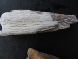 Окаменелые кости и кусок доисторического дерева., фото №11