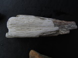 Окаменелые кости и кусок доисторического дерева., фото №12