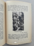 1955 р. Українське Полісся - Ф. Одрач, фото №9