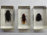 Коллекция настоящие насекомые и их знакомые - 23 шт., фото №7
