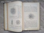 Мензбир Введение в изучение зоологии и сравнительной анатомии 1906, фото №8