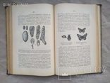 Мензбир Введение в изучение зоологии и сравнительной анатомии 1906, фото №9