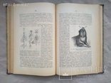 Мензбир Введение в изучение зоологии и сравнительной анатомии 1906, фото №10