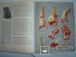 Книга о вкусной и здоровой пище. 1965., фото №6