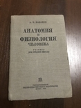 1935 Анатомия и физиология человека, фото №3