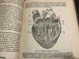 1935 Анатомия и физиология человека, фото №2