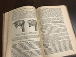 1935 Анатомия и физиология человека, фото №8