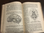 1935 Анатомия и физиология человека, фото №11