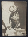 Собака. 1938., фото №2