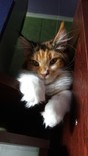 Кошка породы Мейн Кун, photo number 5