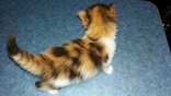 Кошка породы Мейн Кун, photo number 6