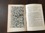 1939 Високі врожаї махорки, фото №8